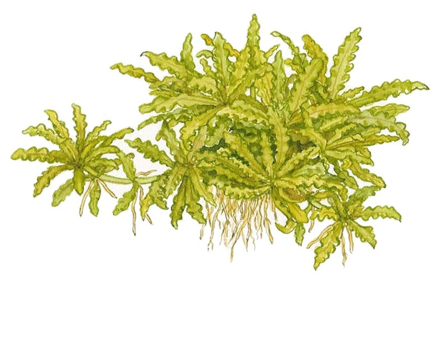 TROPICA POGOSTEMON HELFERI
