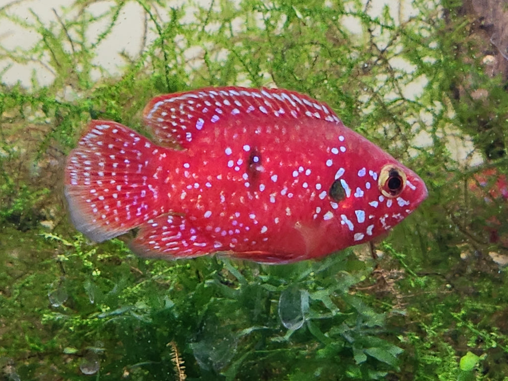 BALOON JEWEL CICHLIDS 4-5