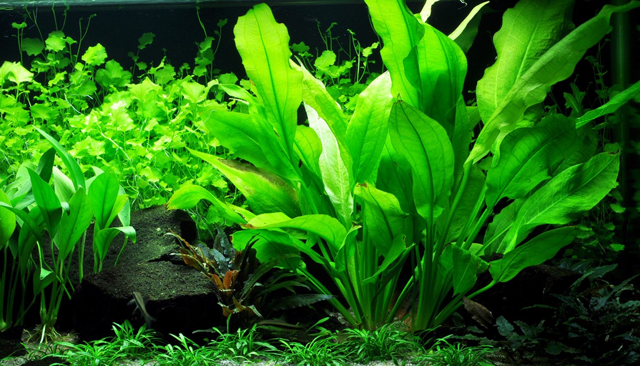 ECHINIDORUS BLEHERI POT PLANT