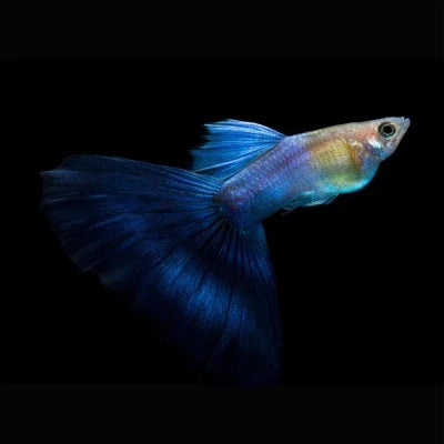 MOCOW BLUE TAIL SPECIAL GUPPY PAIR