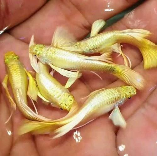 FULL GOLD RIBBON GUPPY PAIR