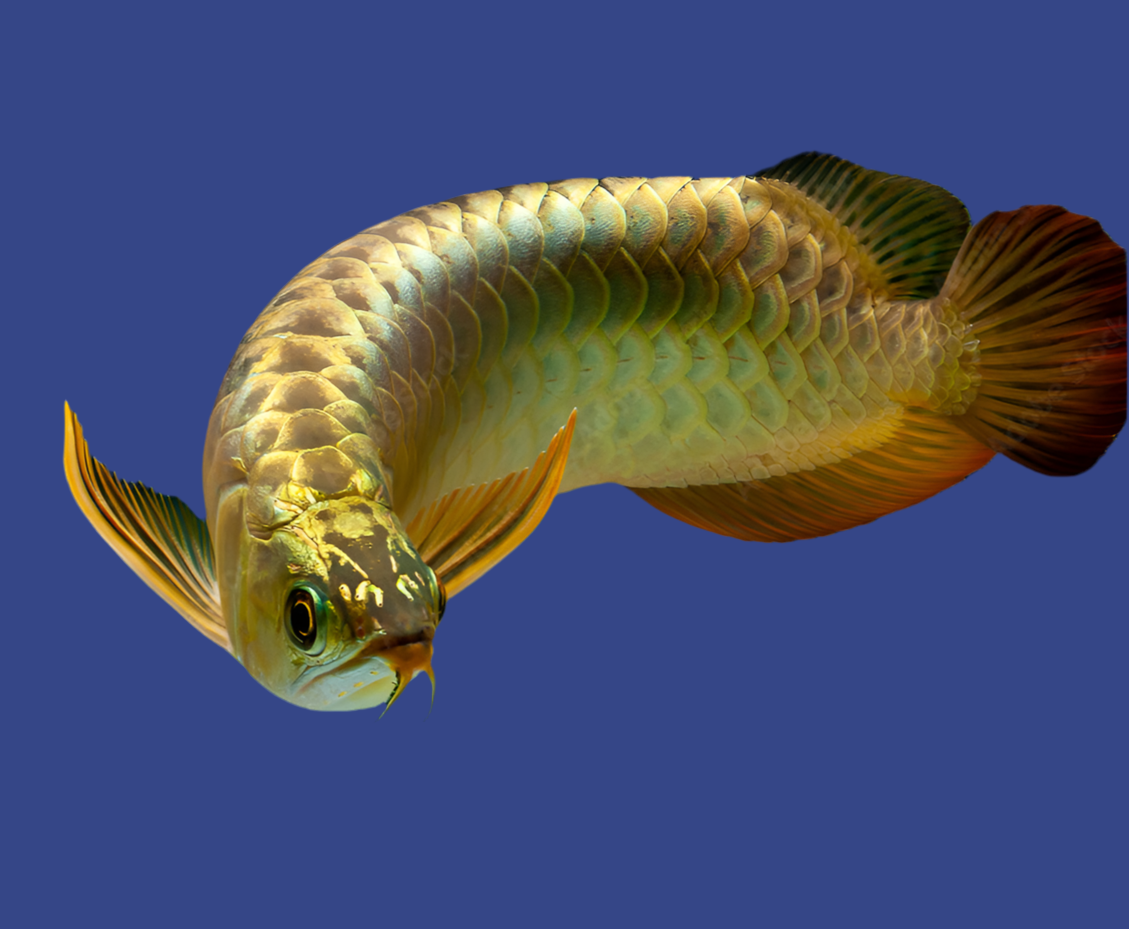 24K GOLD AROWANA FISH