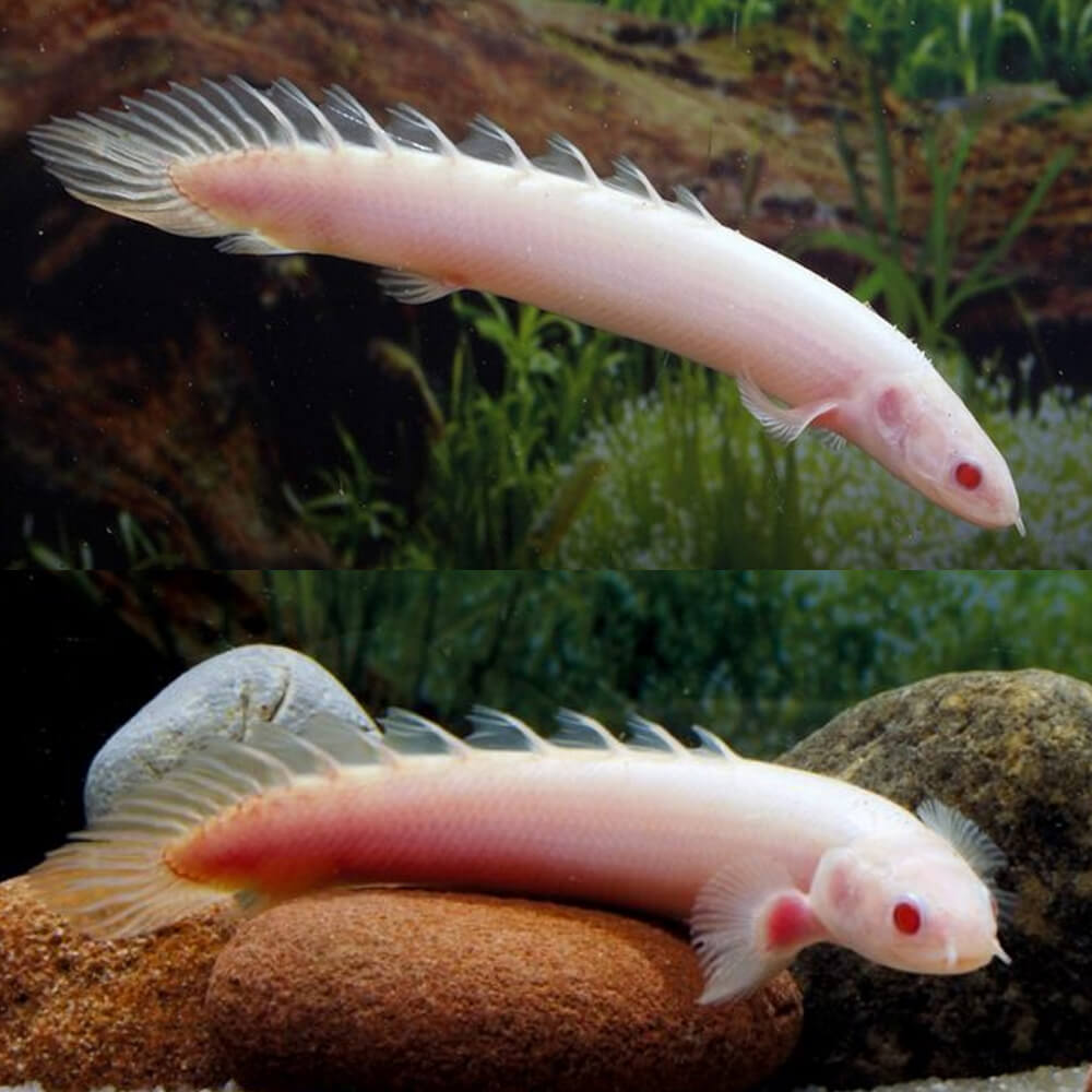 ALBINO BITCHER 10-12 CM