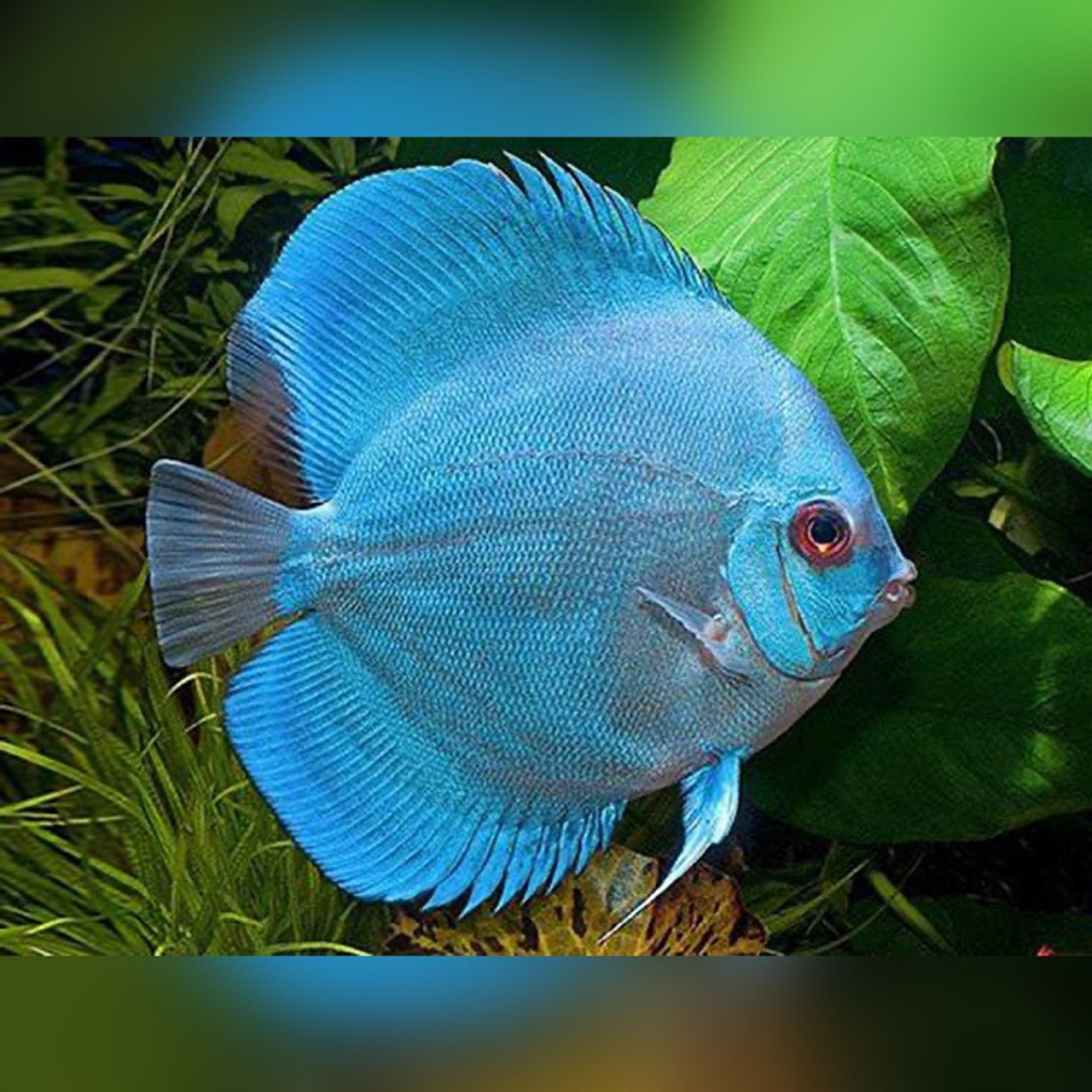 Discus Fish Mix 8cm