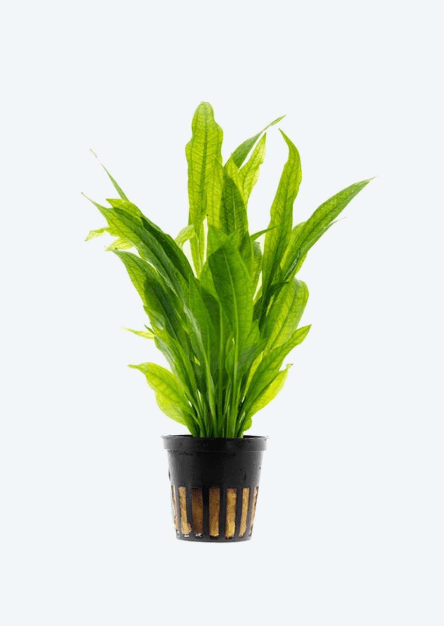 ECHINIDORUS BLEHERI POT PLANT