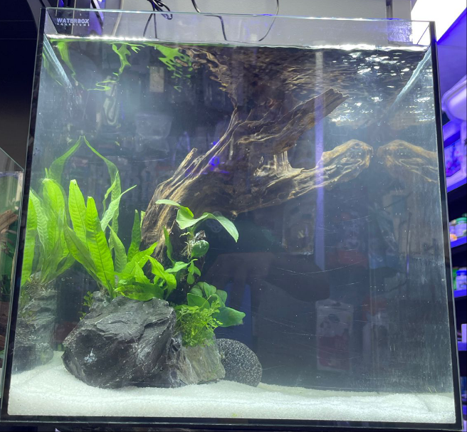 Aquarium with setup.size35x35x35 . 6mm crystal clear glass with back filter.