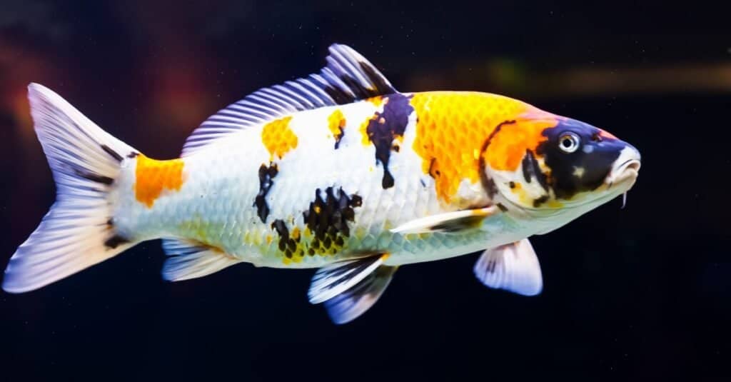 KOI CARP FISH MIX
