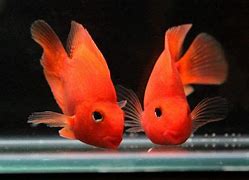 PARROT FISH 6-8cm