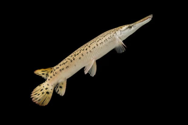 ALLIGATOR GAR FISH 18-20