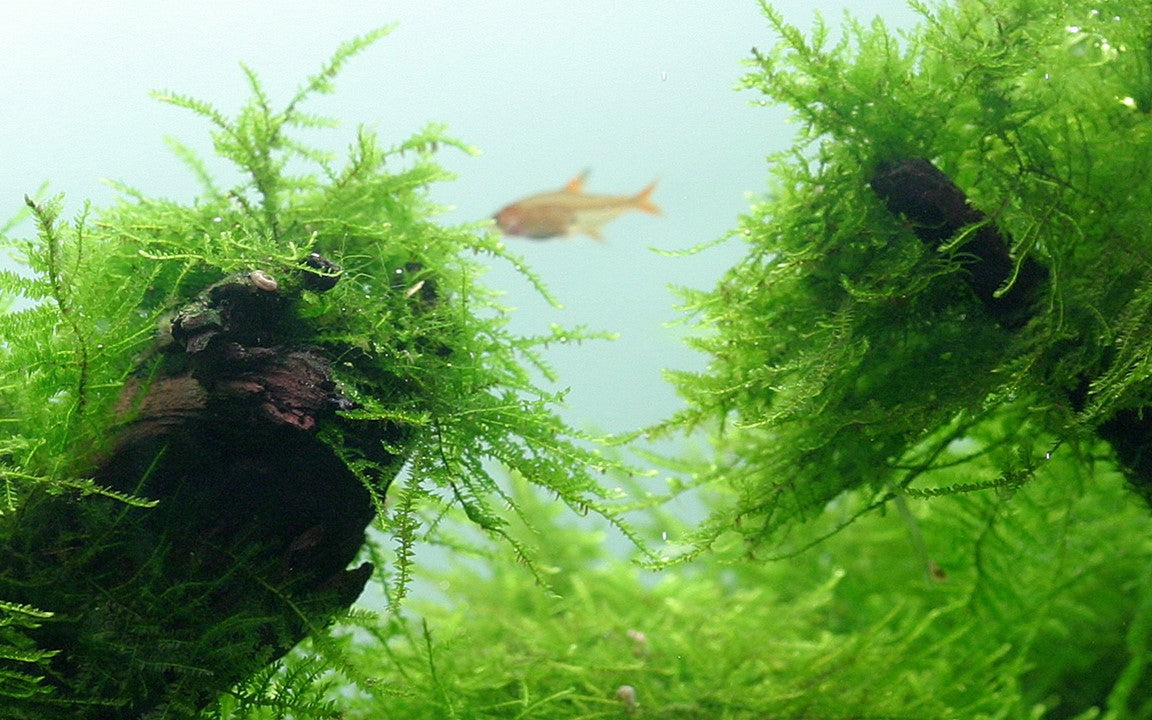 TROPICA TAXIPHYLLUM BARBEIRI 'bogor moss'