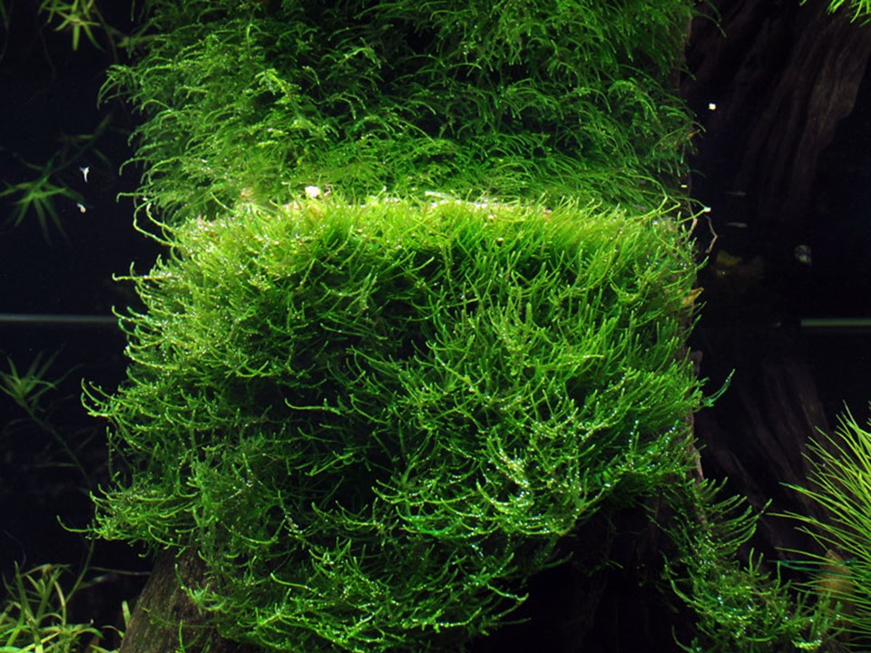 TROPICA TAXIPHYLLUM BARBEIRI 'bogor moss'