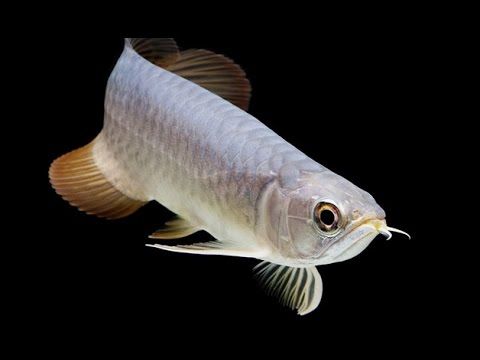 PEARL AROWANA 13-15CM