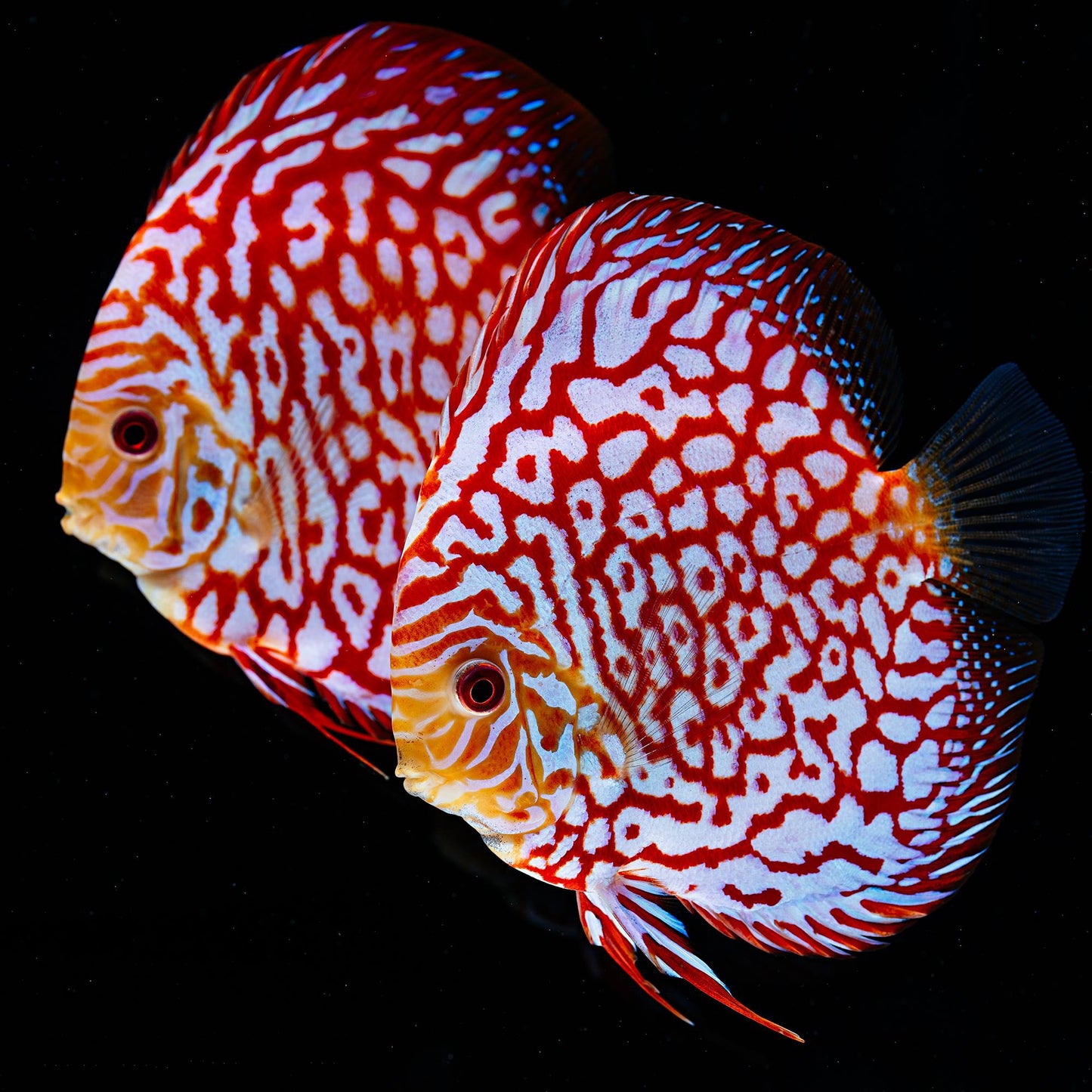 Discus Fish Mix 10cm