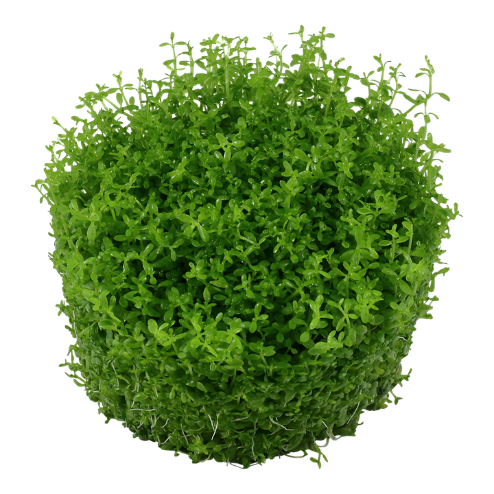TROPICA MICRANTHEMUM CALLITRICHOIDES 'CUBA'