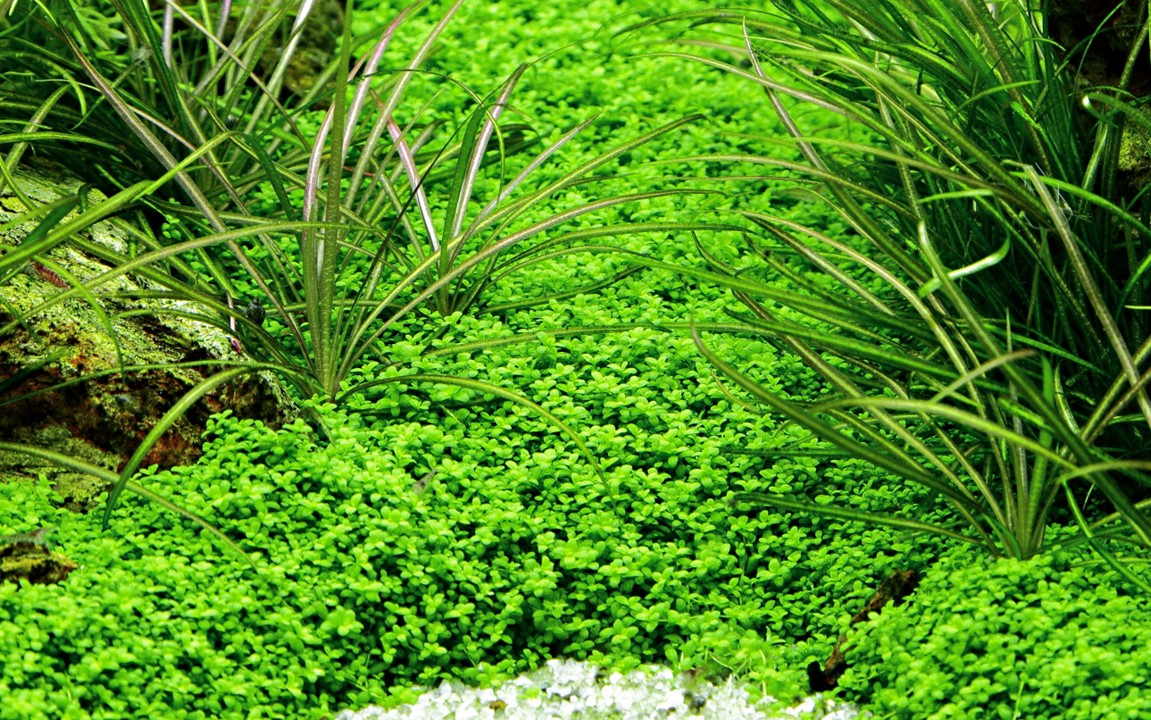 TROPICA MICRANTHEMUM CALLITRICHOIDES 'CUBA'