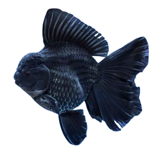 GOLDFISH Jumbo ORANDA BLACK 8-10 cm