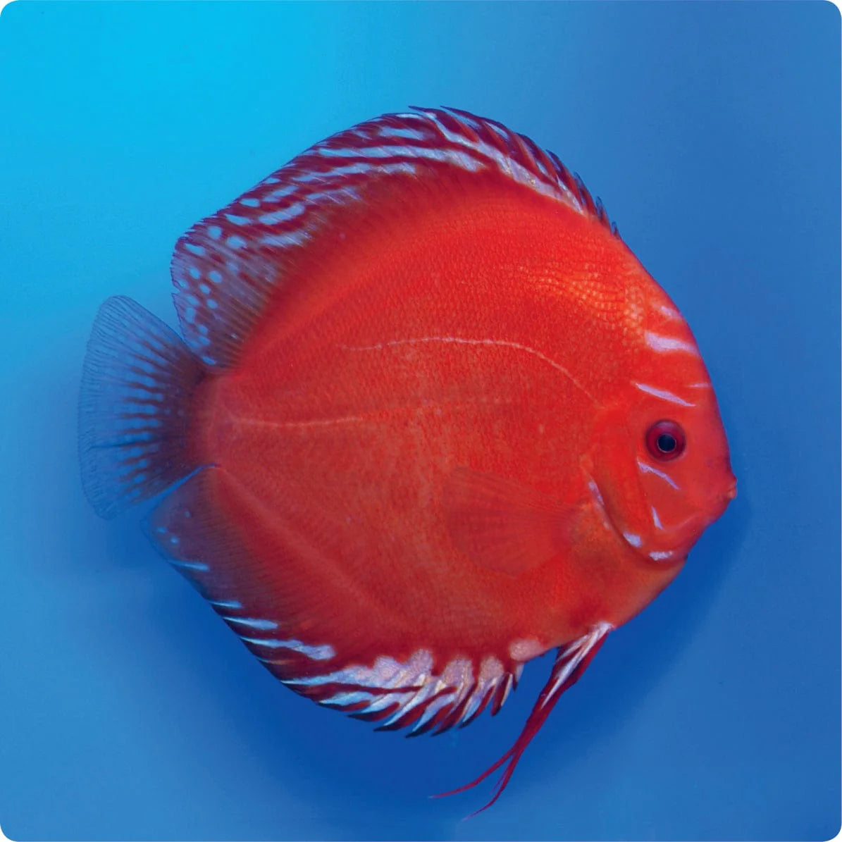 Discus Fish Mix 8cm