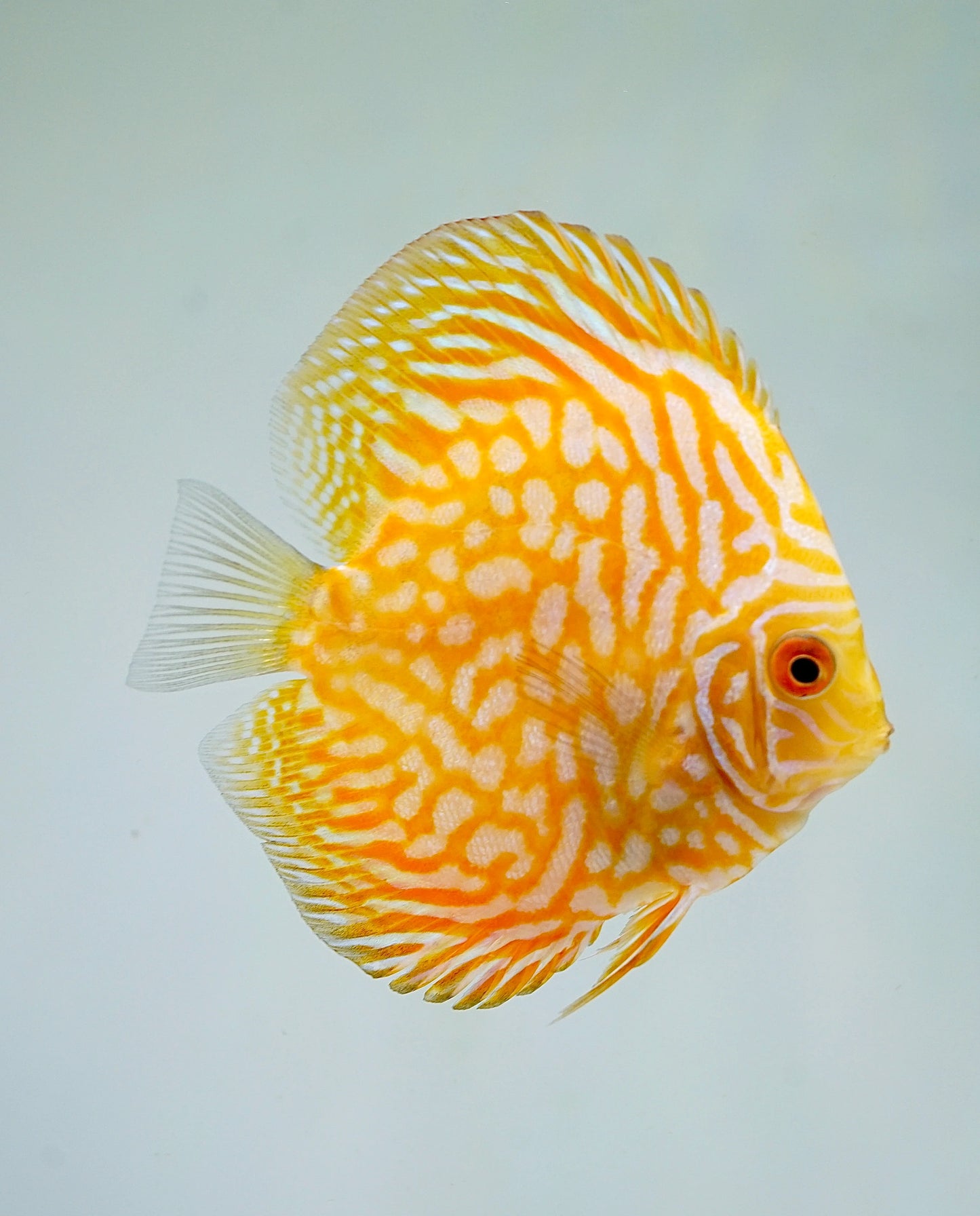 Discus Fish Mix 8cm