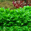 Staurogyne Repens Pot Plant