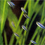 BLUE EMPEROR TETRA 3cm
