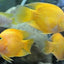 PARROT FISH 6-8cm