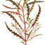 HYGROPHILA 'PINATIFIDA' POT PLANT