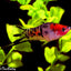 SWORD TAIL FISH MIX
