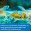 API GOLDFISH CARE PACK 30ML