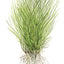 TROPICA ELEOCHARIS ACICULARIS