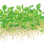 TROPICA MARCILEA MINUTA
