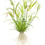 TROPICA JUNCUS REPENS