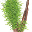 TROPICA TAXIPHYLLUM SPIKY