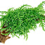 TROPICA VESICULARIA WEEPING