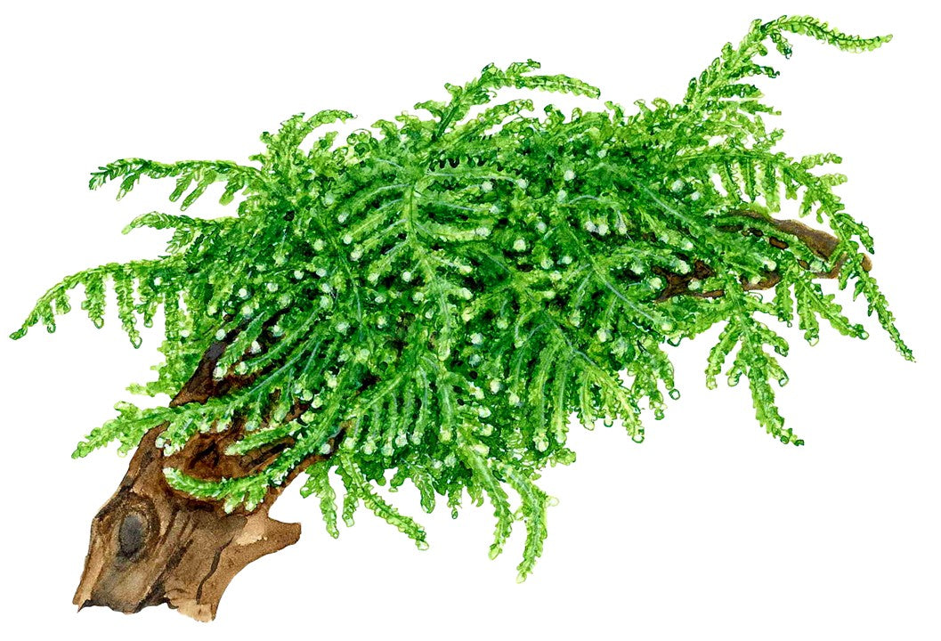 TROPICA VESICULARIA WEEPING