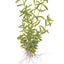 TROPICA ROTALA ROTUNDIFOLIA GREEN