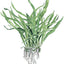 TROPICA MICROSORUM NARROW