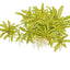 TROPICA POGOSTEMON HELFERI