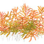 TROPICA ROTALA ROTINDIFOLIA HRA