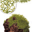 TROPICA RICCIA FLUITANS