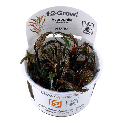 TROPICA HYGROPHILA PINNATIFIDA