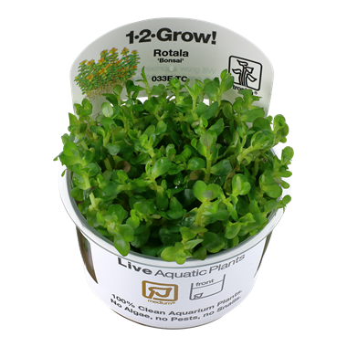 TROPICA ROTALA INDICA BONSAI