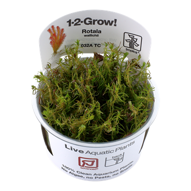 TROPICA ROTALA WALLICHII
