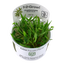 TROPICA CRYPTOCIRYNE WENDTII GREEN