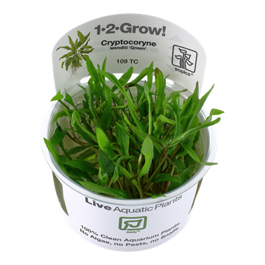 TROPICA CRYPTOCIRYNE WENDTII GREEN