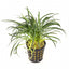Ophiopogon Japonica Kyoto Pot Plant