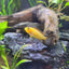 Apistogramma Fish