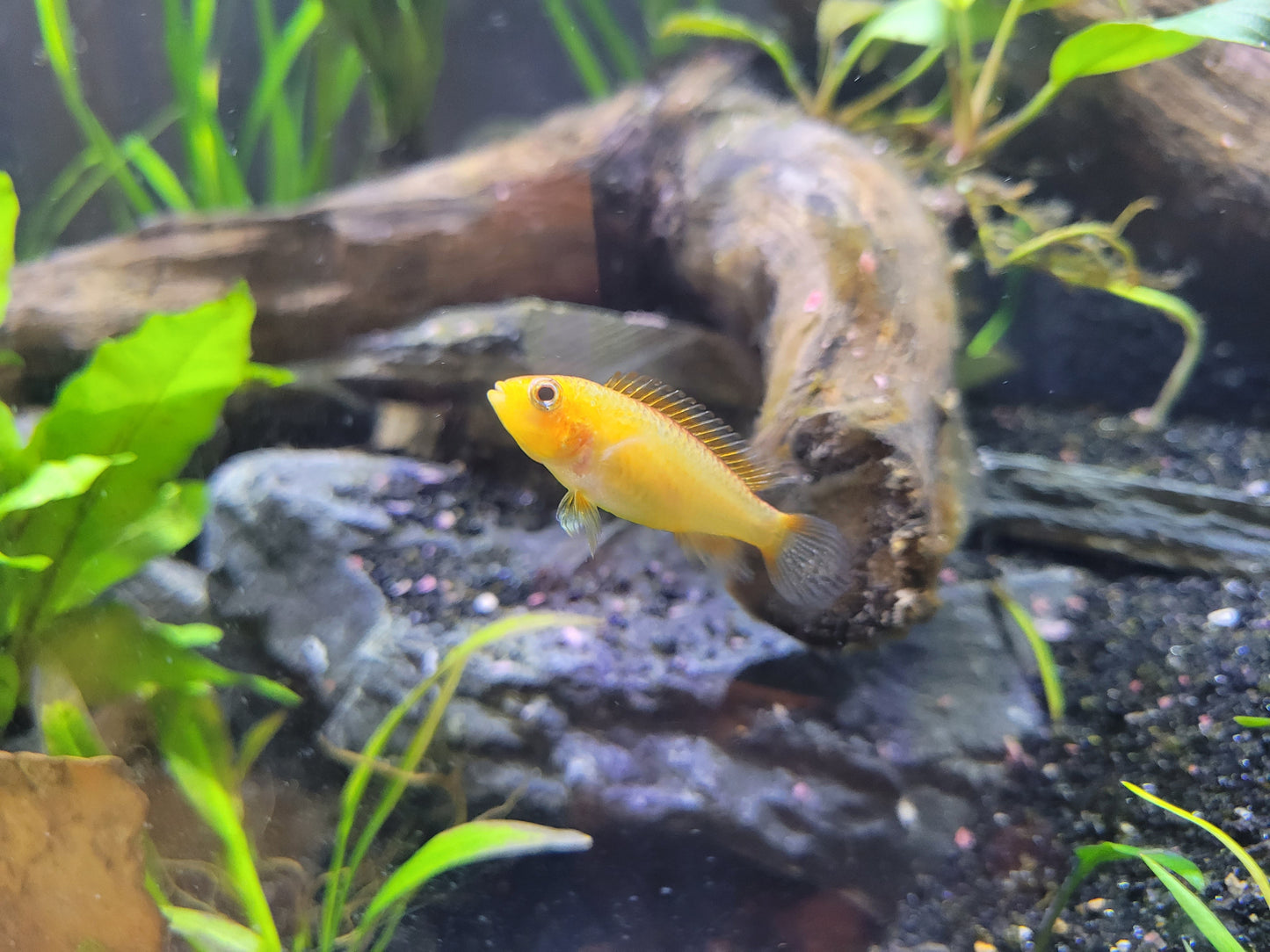 Apistogramma Fish