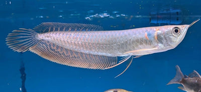 SILVER AROWANA 20-25cm