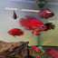 BALOON JEWEL CICHLIDS 4-5