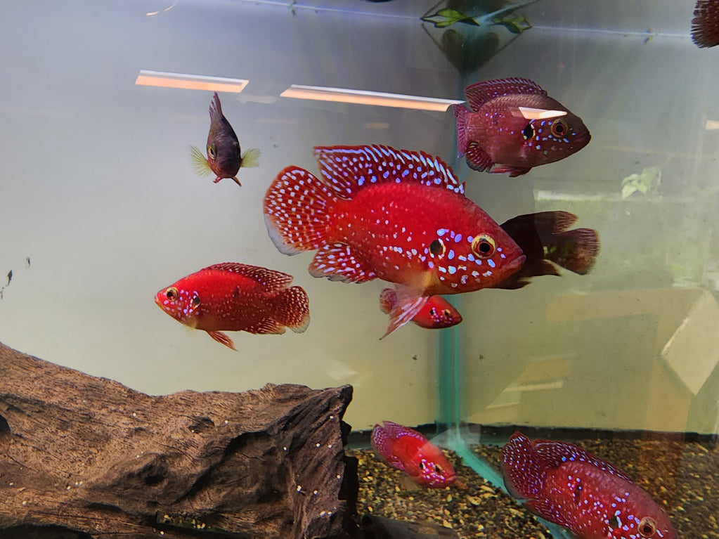 BALOON JEWEL CICHLIDS 4-5